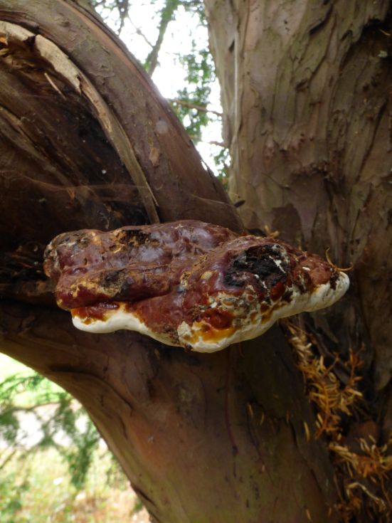 Mature fruit body on yew in Finchley, London.